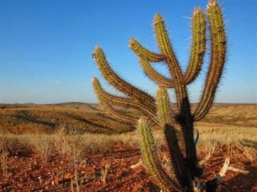 EXPOSIÇÃO MONTADA NO PARQUE DO POVO EXPLORA AS RIQUEZAS DA CAATINGA, EM CAMPINA GRANDE